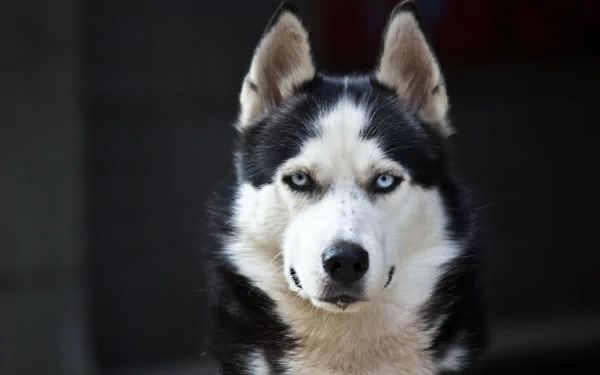 HD desktop wallpaper featuring a close-up portrait of a husky with striking blue eyes and a black and white coat.