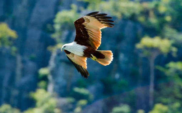 A majestic eagle soars through the sky, its wings spread wide, showcasing stunning feathers against a backdrop of lush greenery. This HD wallpaper captures the beauty of wildlife.