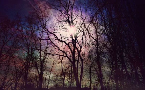 HD wallpaper featuring a forest at dusk with trees silhouetted against a vibrant, multicolored sky.