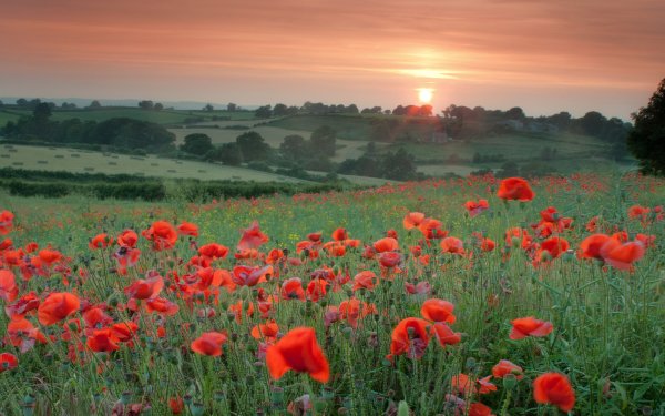 Nature Poppy Flowers HD Wallpaper | Background Image