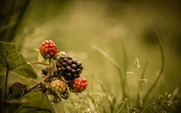 food blackberry HD Desktop Wallpaper | Background Image