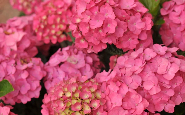 nature hydrangea HD Desktop Wallpaper | Background Image