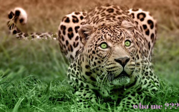 A ferocious leopard crouches in lush grass, its piercing green eyes fixed on the viewer. This high-definition wallpaper captures the beauty and intensity of nature's wild essence.