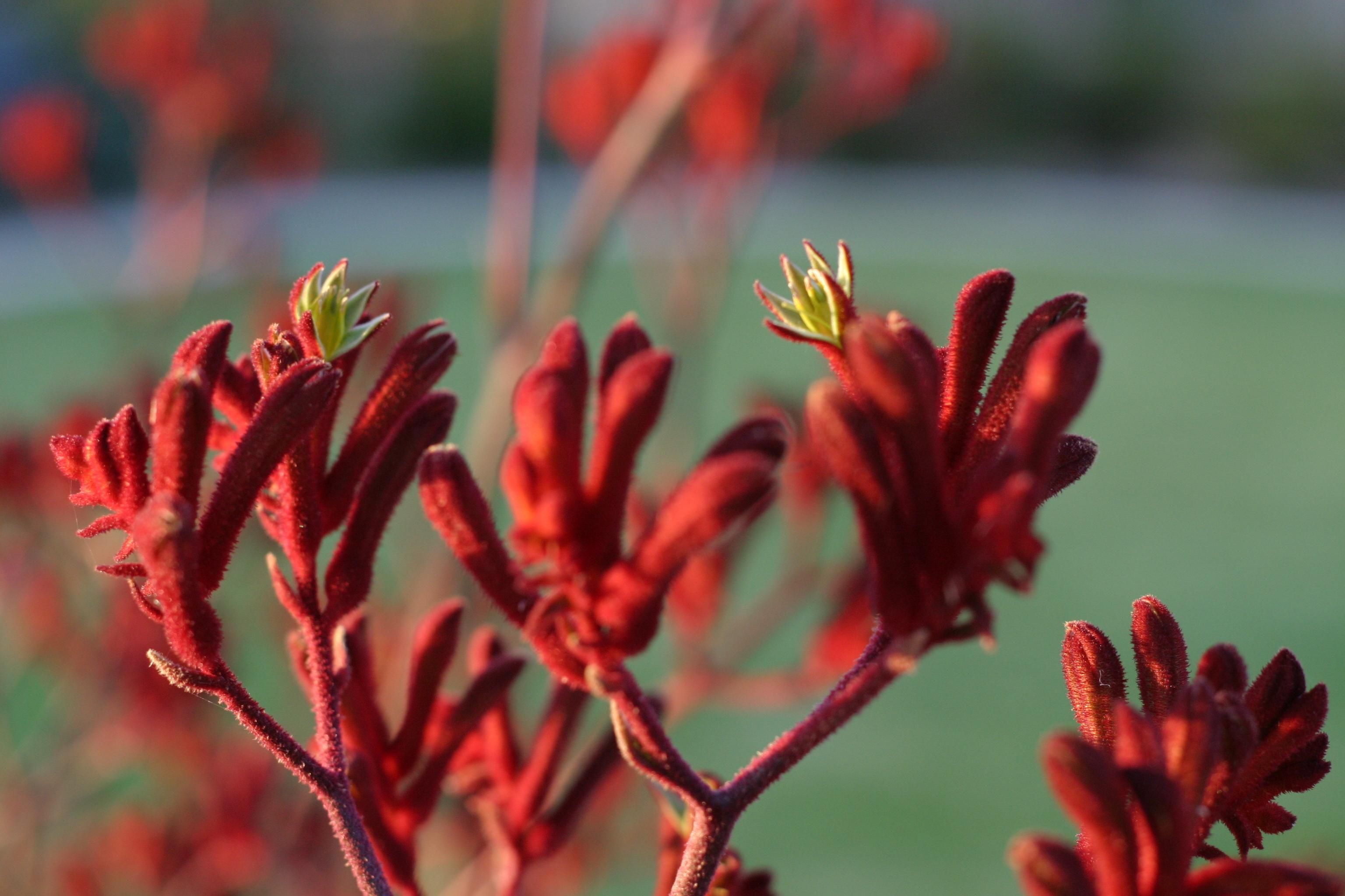Download Plant Nature Kangaroo Paw HD Wallpaper