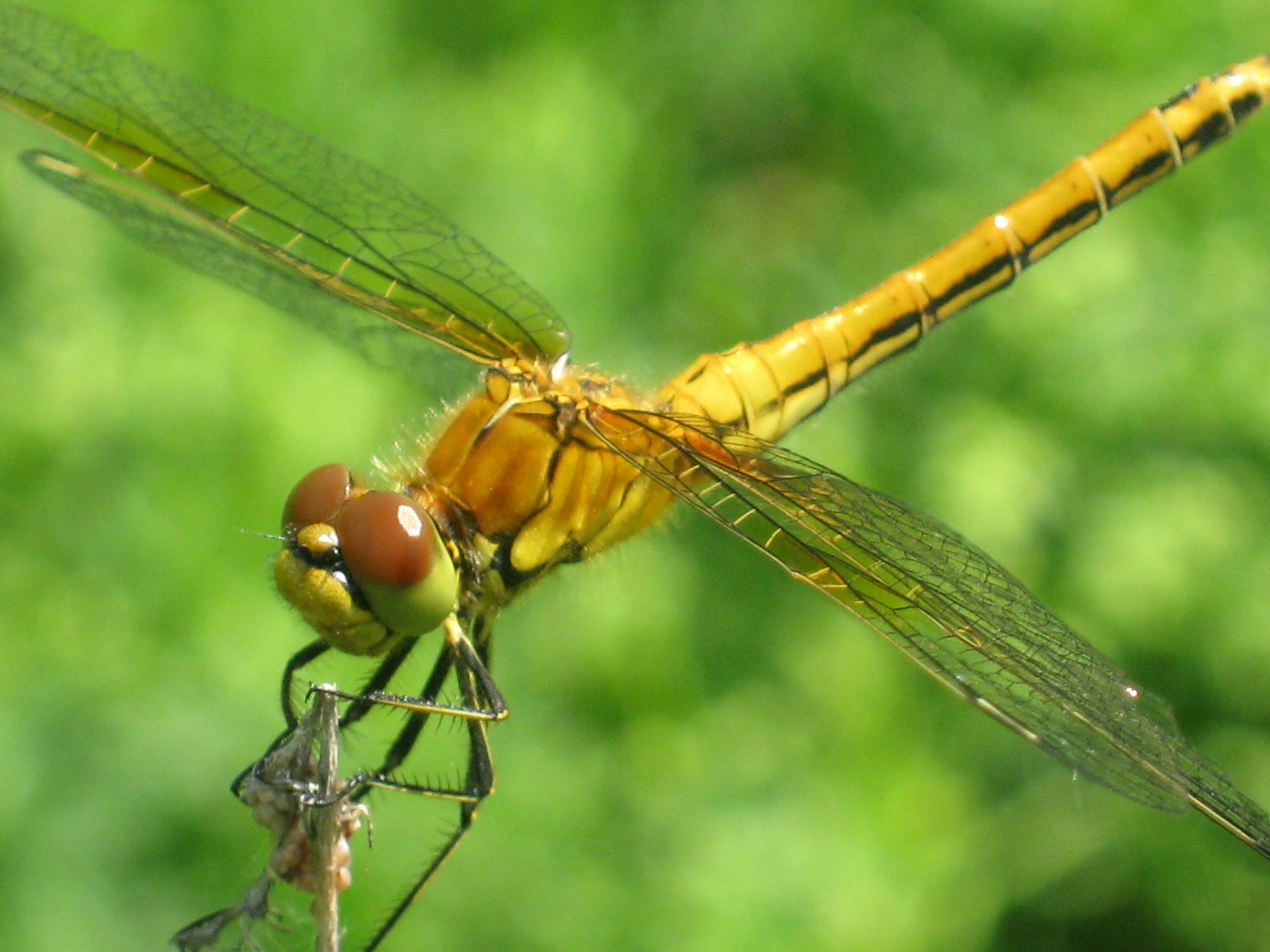 Dragonfly HD Wallpaper | Background Image | 3648x2736 | ID:426839 ...