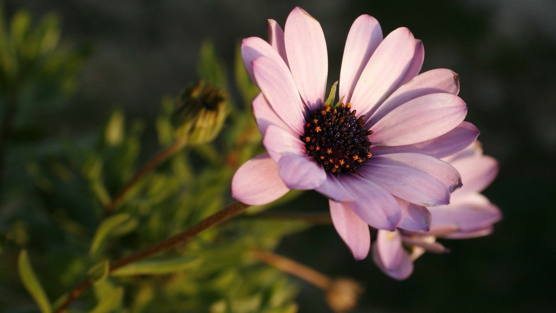 HD PC desktop wallpaper: close-up pink daisy flower in a natural green bokeh background.