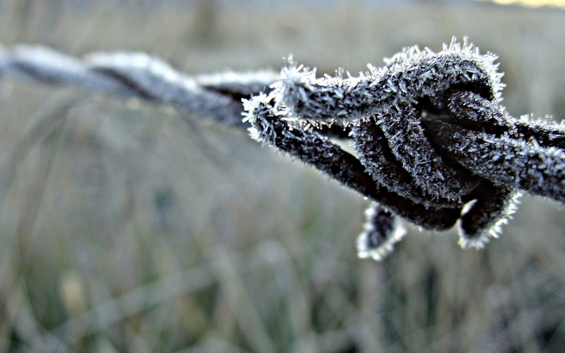HD wallpaper of barbed wire with frost crystals, focused on the foreground with a blurred natural backdrop.