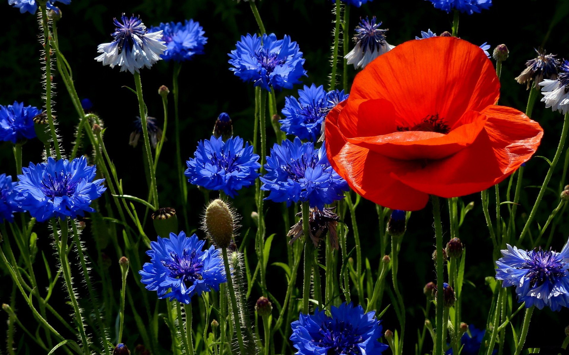 HD PC desktop wallpaper featuring vibrant blue cornflowers and a single bright red poppy against a dark background, showcasing striking natural beauty.