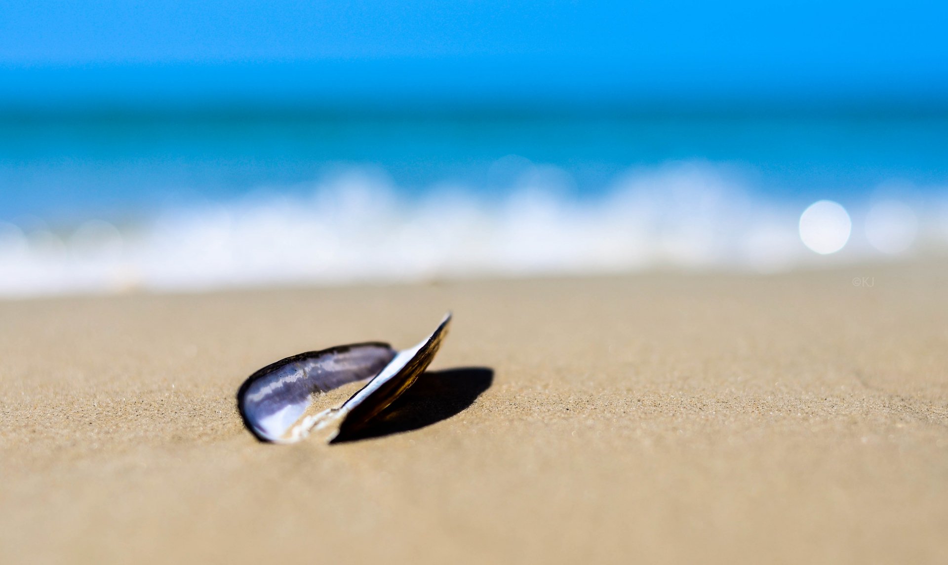 A close-up of a single shell resting on smooth sand with the ocean and blue sky blurred in the background, captured in 4K Ultra HD.