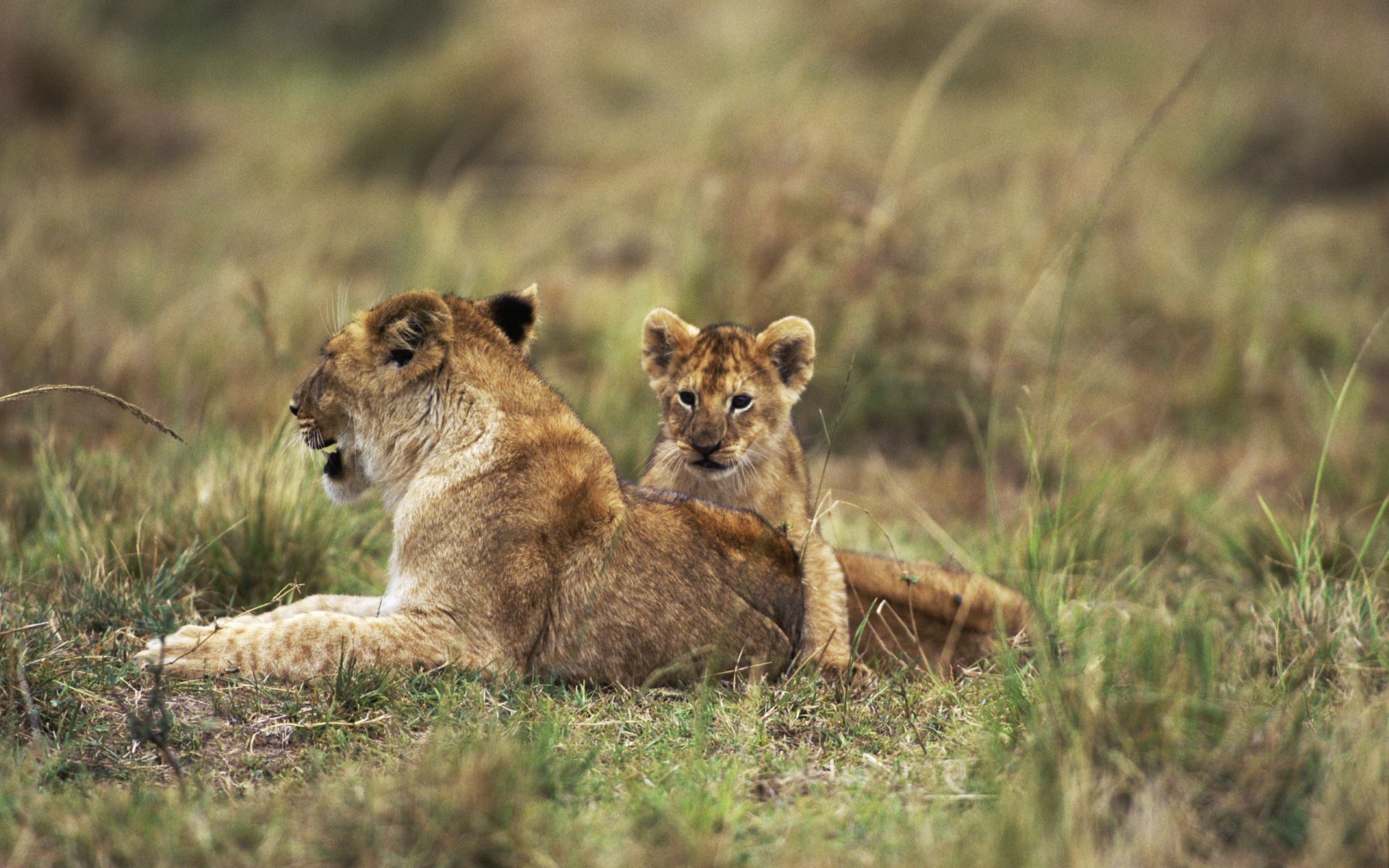 A serene HD wallpaper featuring a lion and its cub resting in tall grass, showcasing the beauty of wildlife and their bond in a natural setting.