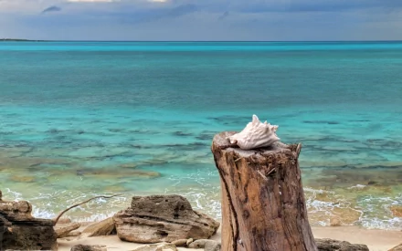 HD desktop wallpaper featuring a white shell resting on a weathered log by the shore, with turquoise ocean waters and a clear blue sky in the background.
