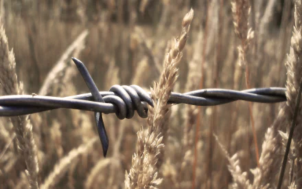 HD wallpaper of barbed wire with a focused foreground against a blurred backdrop of golden wheat.