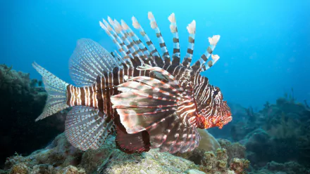 Animal lionfish HD Desktop Wallpaper | Background Image