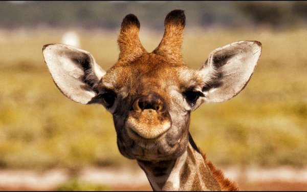 Animal Giraffe HD Wallpaper | Background Image