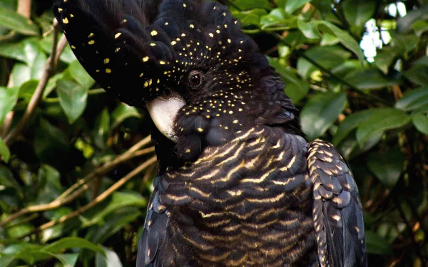 HD desktop wallpaper featuring a close-up of a red-tailed black cockatoo perched among green foliage, showcasing its dark feathers and distinctive yellow markings.
