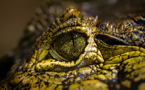 Close-up of a crocodile's eye, showcasing intricate textures and vibrant colors. This HD image serves as a striking desktop wallpaper and background.