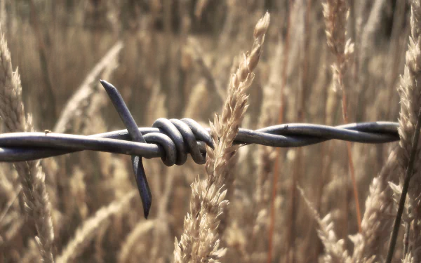 HD wallpaper of barbed wire with a focused foreground against a blurred backdrop of golden wheat.