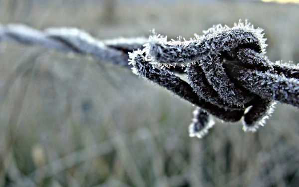 HD wallpaper of barbed wire with frost crystals, focused on the foreground with a blurred natural backdrop.