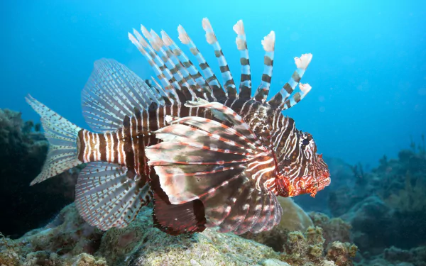 HD desktop wallpaper showing a vibrant lionfish with its distinctive striped fins against a clear blue ocean background.