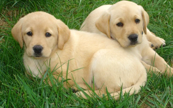 HD wallpaper featuring two Labrador retriever puppies lying in green grass, suitable as a desktop background.