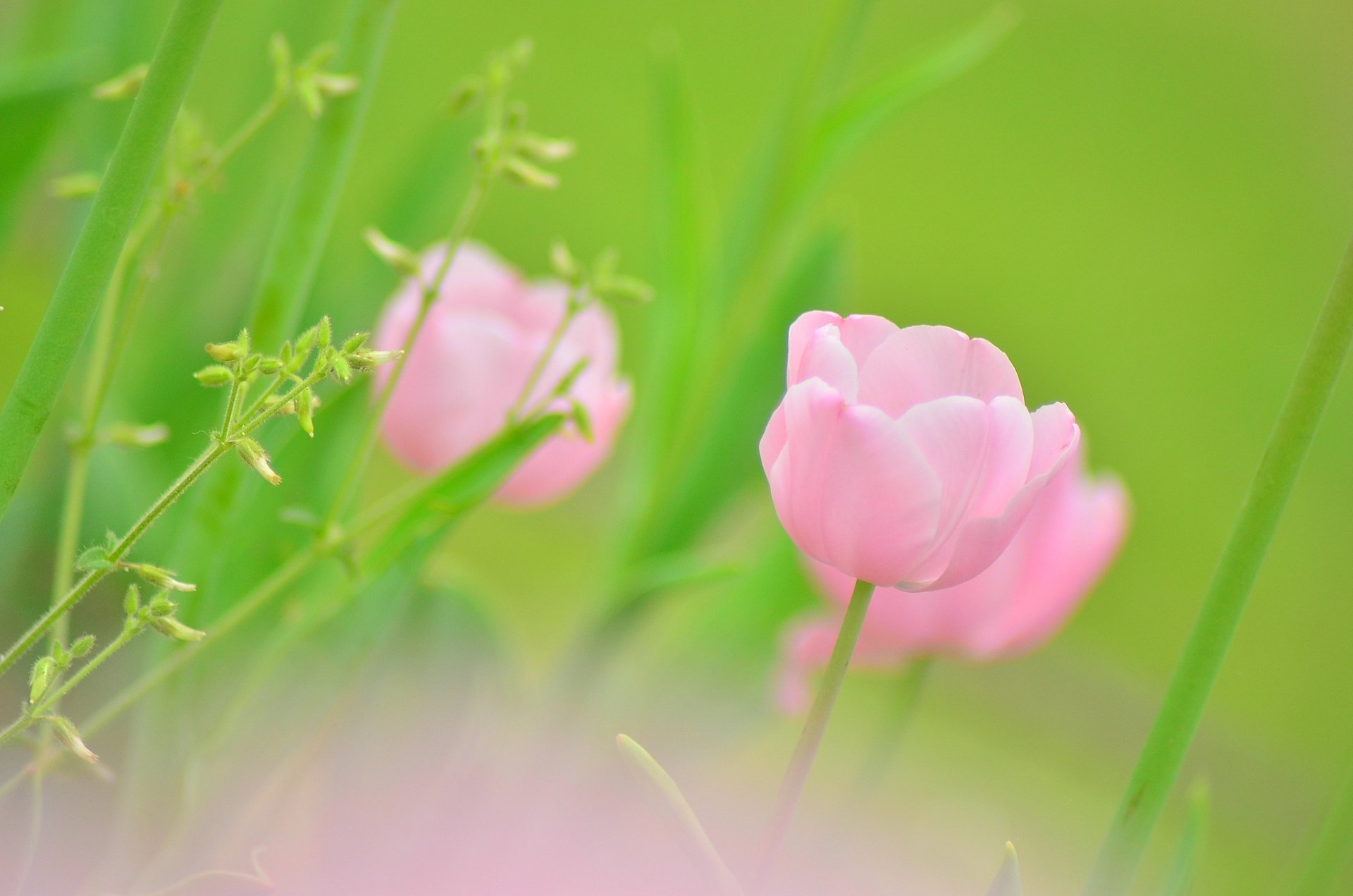 HD Pink Tulip Bloom: Nature’s Delicate Flower Wallpaper | 2048x1356 ...