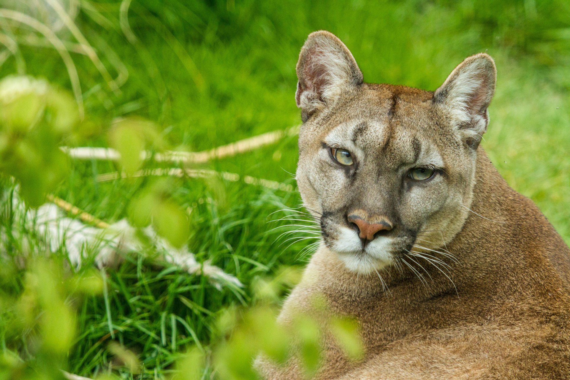 Animal Cougar HD Wallpaper