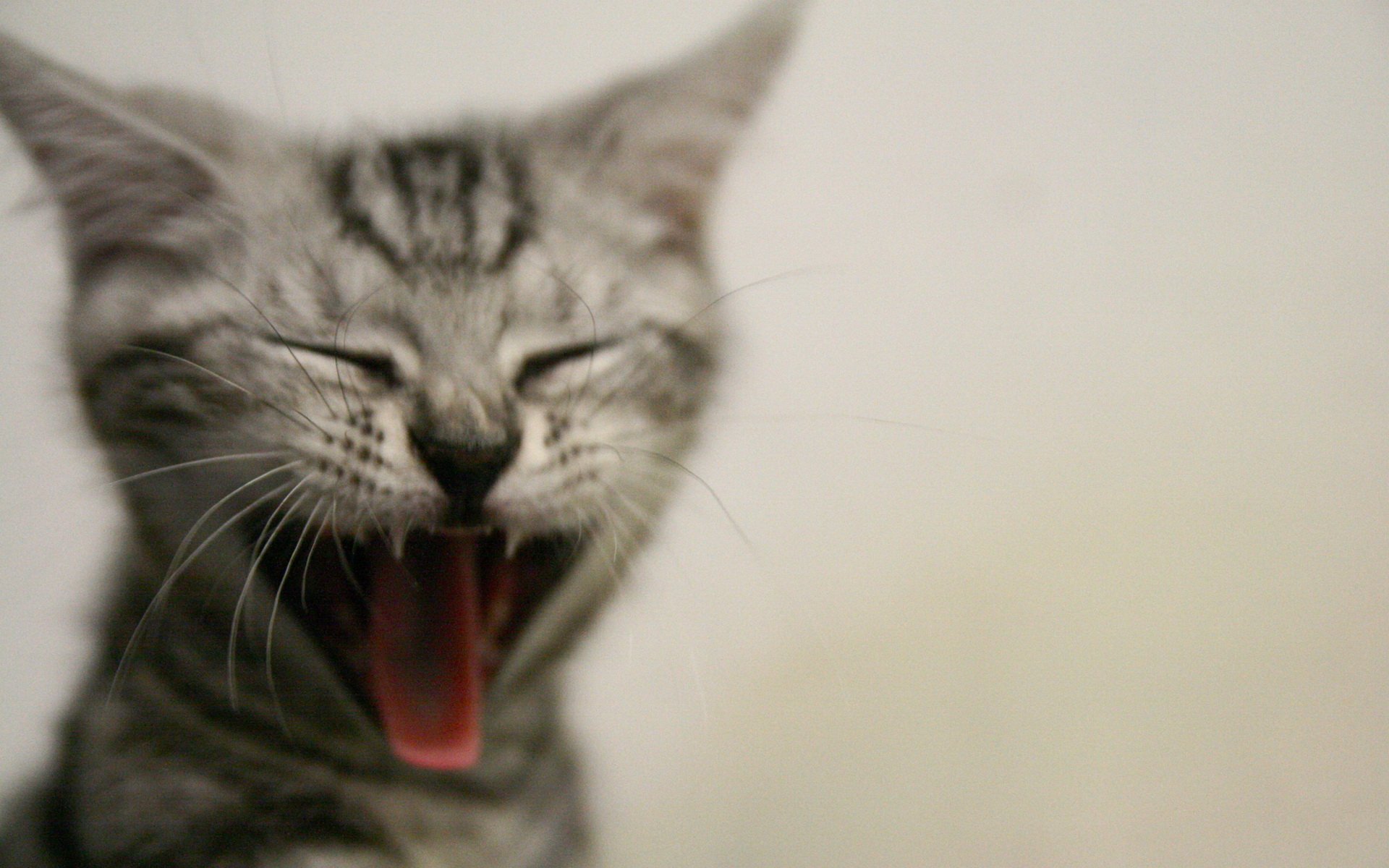 Download Animal Cat HD Wallpaper