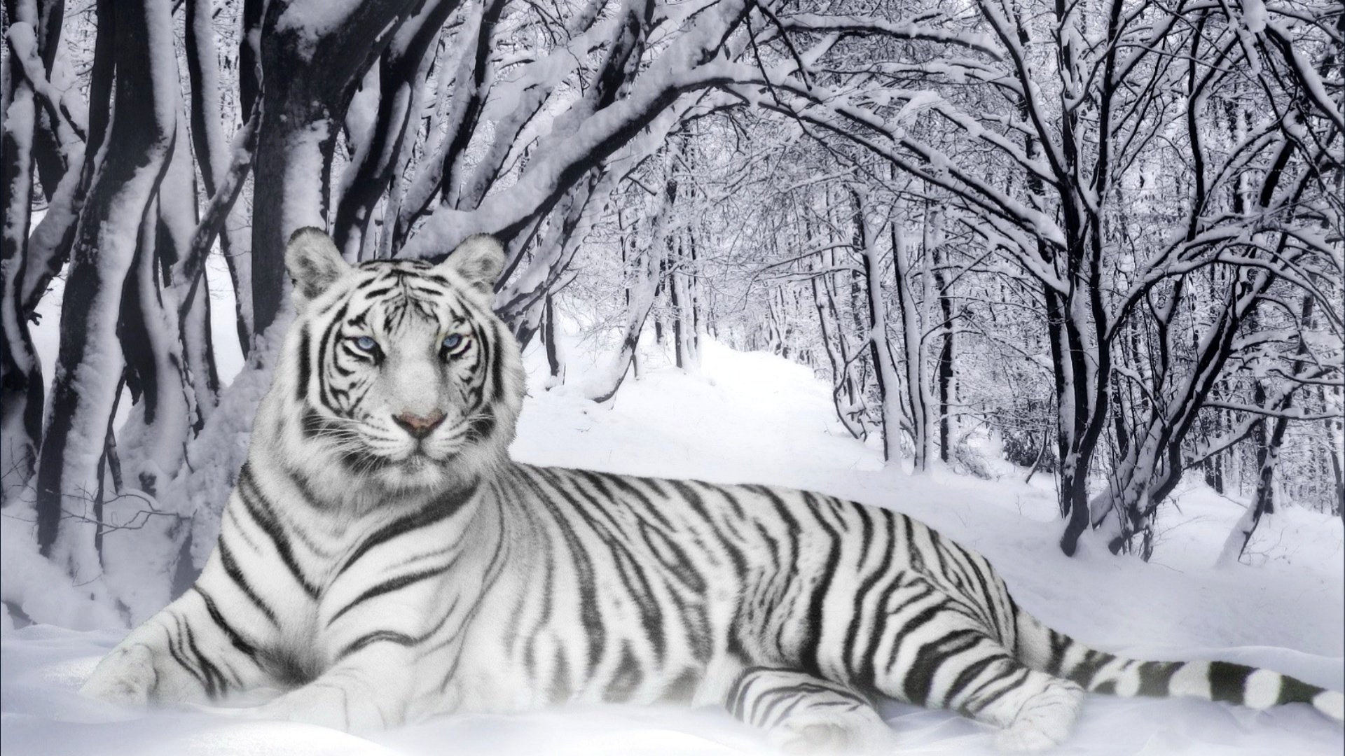 Background White Tiger gambar ke 4