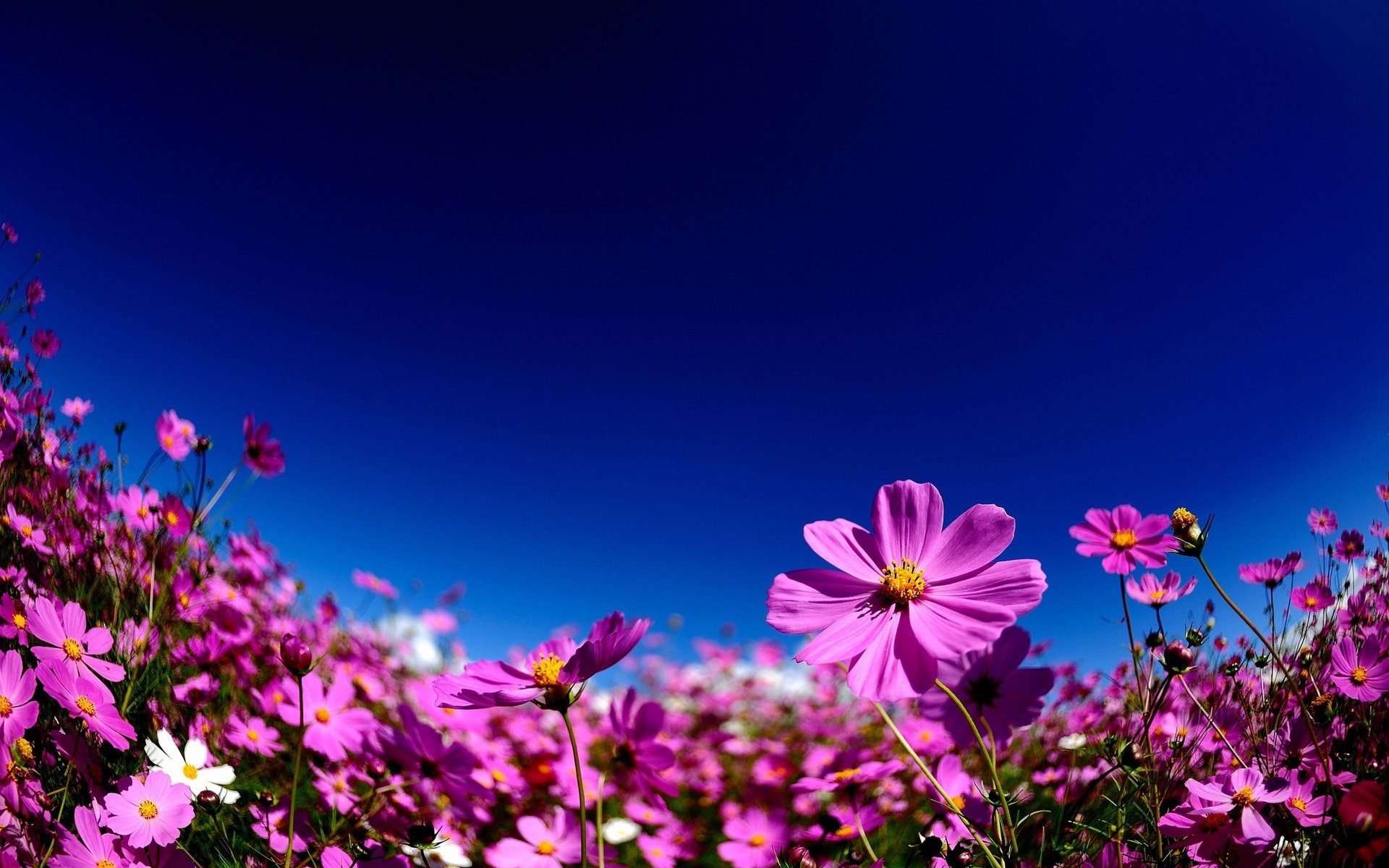 Download Nature Flower HD Wallpaper