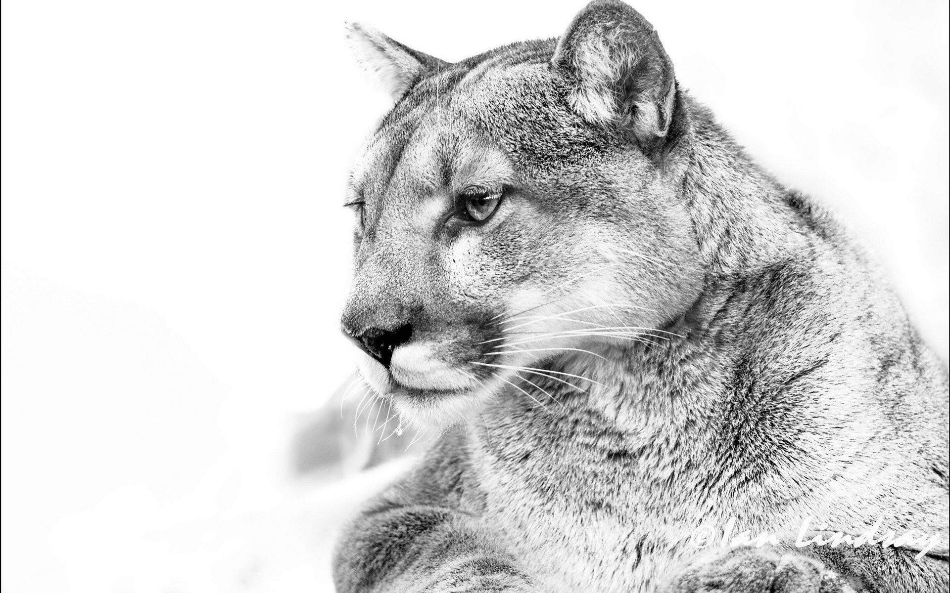 A close-up of a majestic cougar in black and white, showcasing its sharp features and intense gaze. This striking image serves as an HD desktop wallpaper and background.