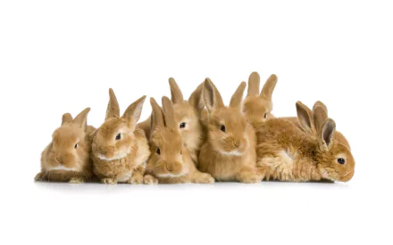 A charming collection of adorable rabbits posed together, creating a delightful HD desktop wallpaper and background that captures their playful essence.