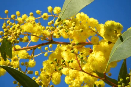 HD desktop wallpaper featuring vibrant golden wattle flowers against a clear blue sky, showcasing the beauty of nature in full bloom.