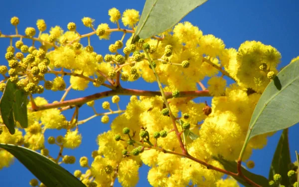 HD desktop wallpaper featuring vibrant golden wattle flowers against a clear blue sky, showcasing the beauty of nature in full bloom.