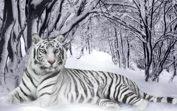 HD desktop wallpaper featuring a majestic white tiger reclining in a snowy forest background.