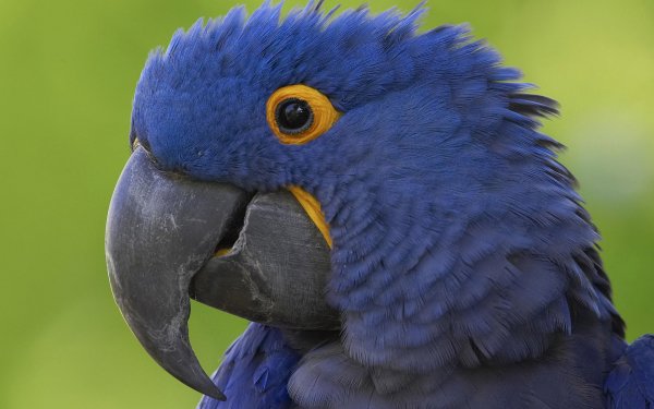 Animal Hyacinth Macaw Birds Parrots Bird Macaw Parrot HD Wallpaper | Background Image
