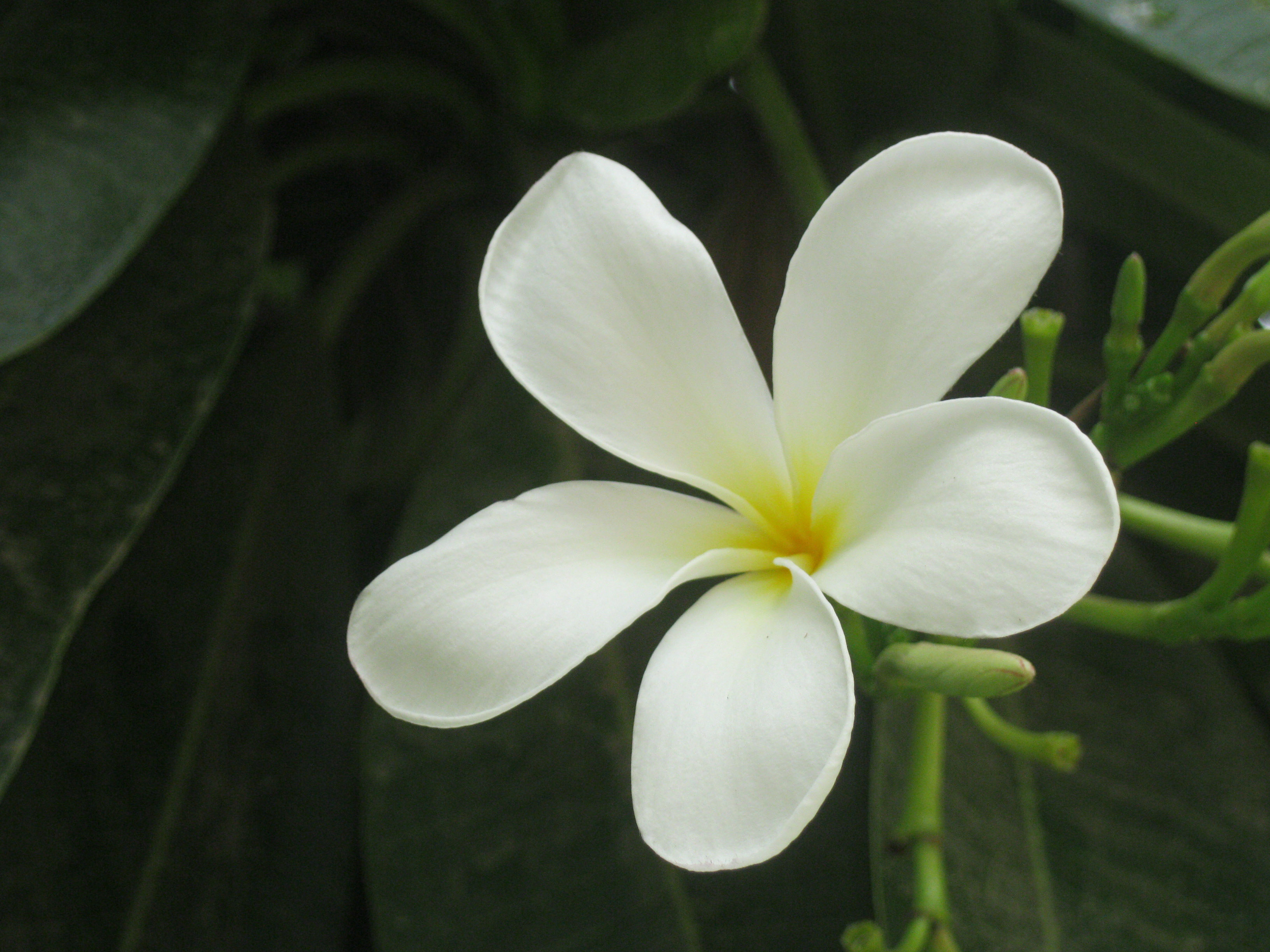 New Jasmine Flower Images Hd Top Collection Of Different Types Of Flowers In The Images Hd