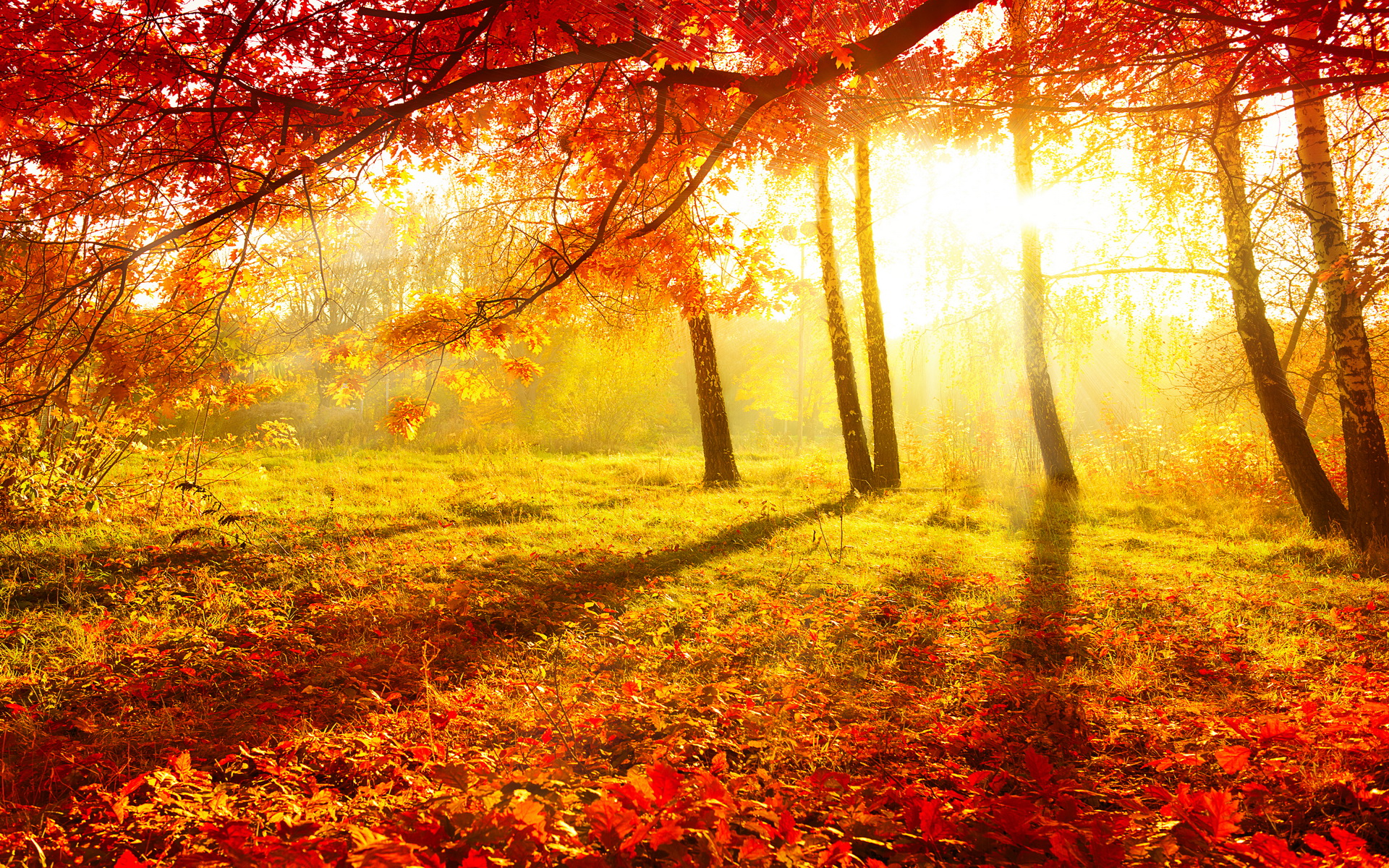 download-nature-fall-hd-wallpaper