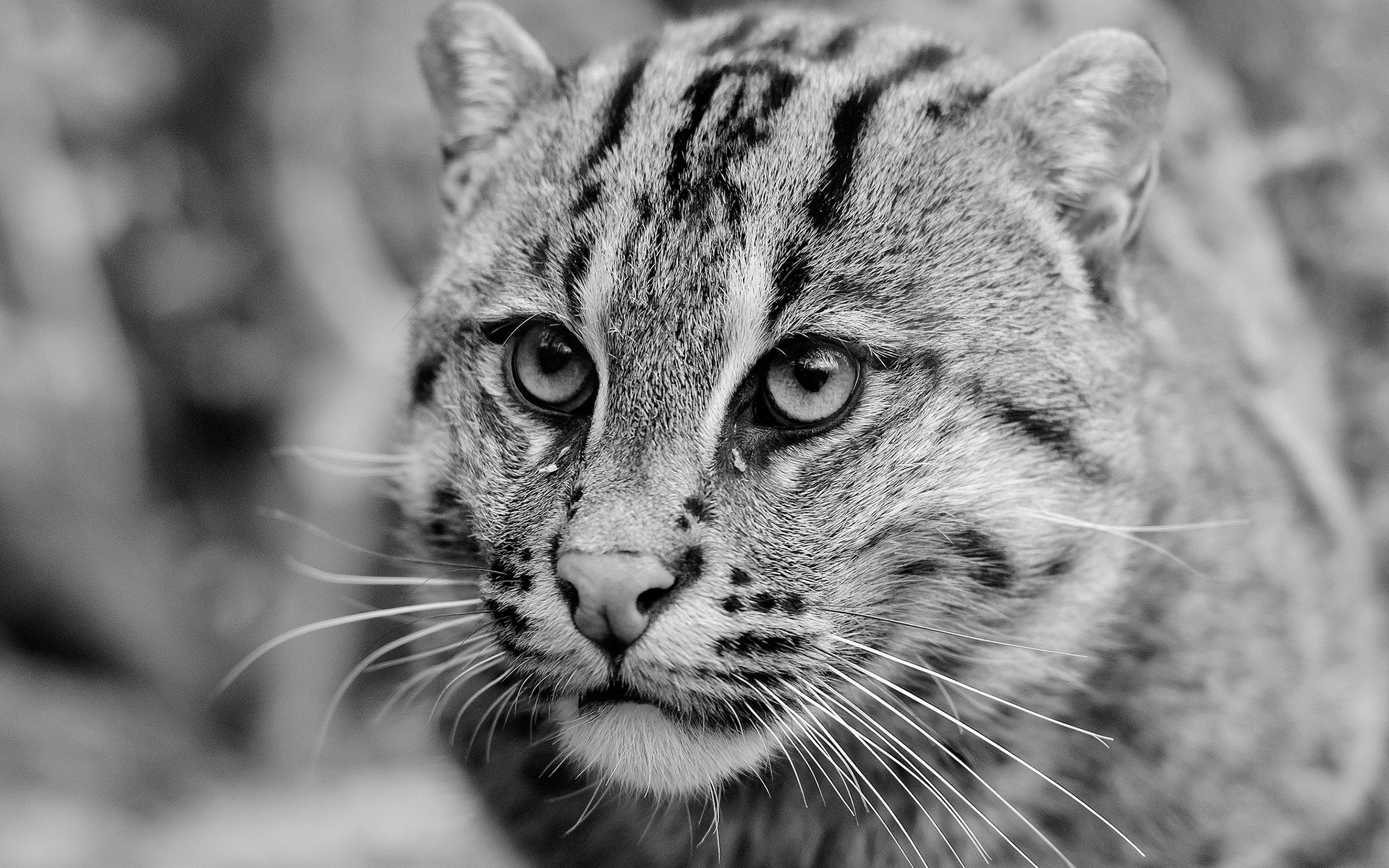 Animal Wildcat HD Wallpaper | Background Image