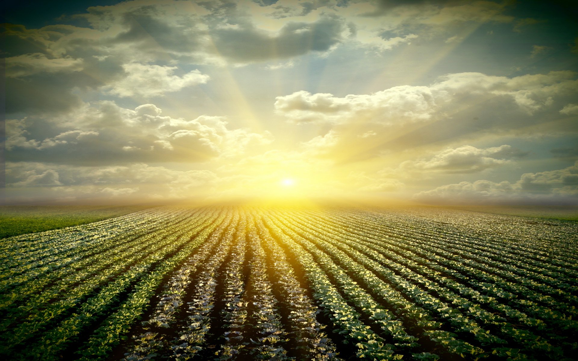 HD PC desktop wallpaper and background: nature scene with sunbeams piercing clouds over neatly planted crop rows receding toward a glowing golden horizon.