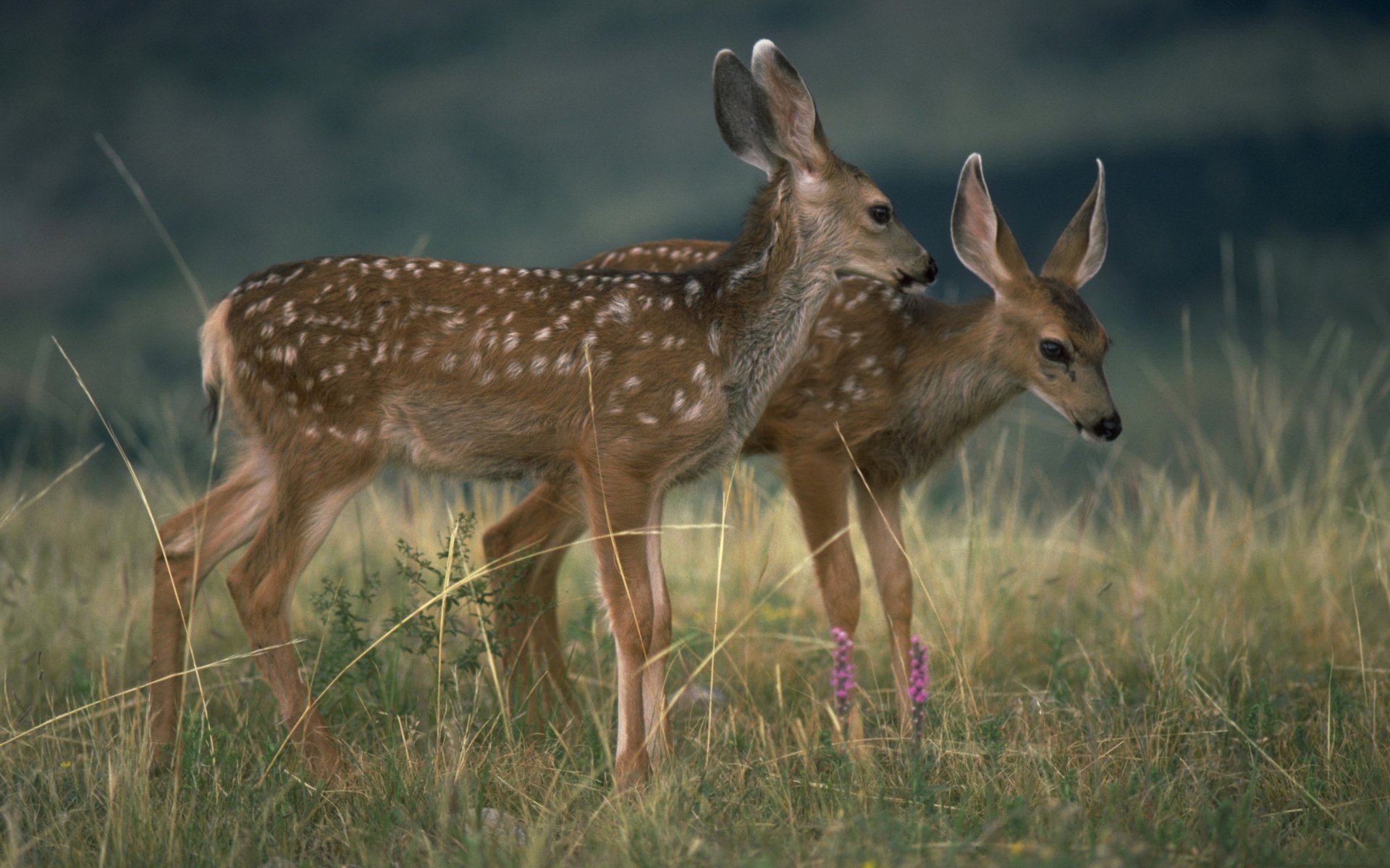 Download Animal Deer  HD Wallpaper