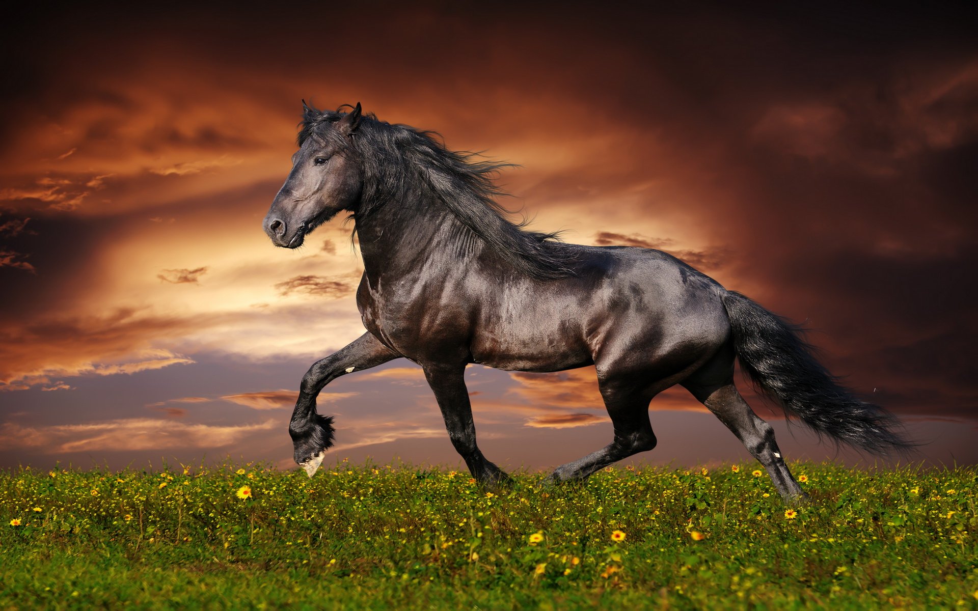 Horse Full HD Wallpaper and Background Image | 1920x1200 | ID:428231
