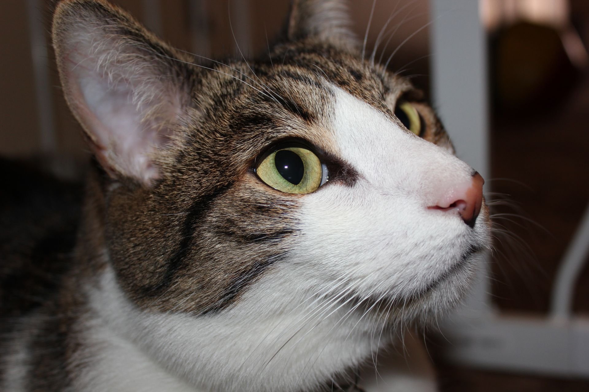 A close-up of a curious cat with striking green eyes, featuring its detailed fur and expressive face, makes for an engaging HD desktop wallpaper and background.