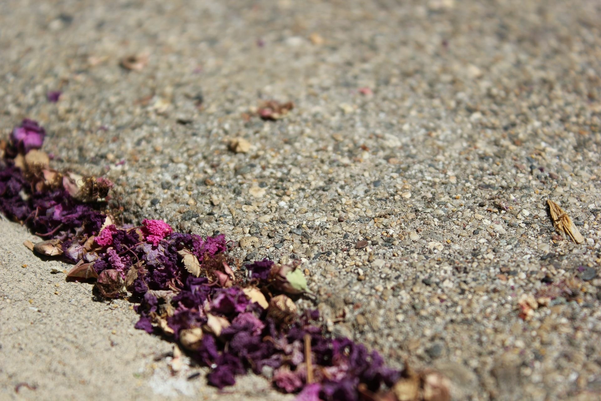Close-up HD wallpaper of scattered purple petals on a textured ground, designed as a desktop background.