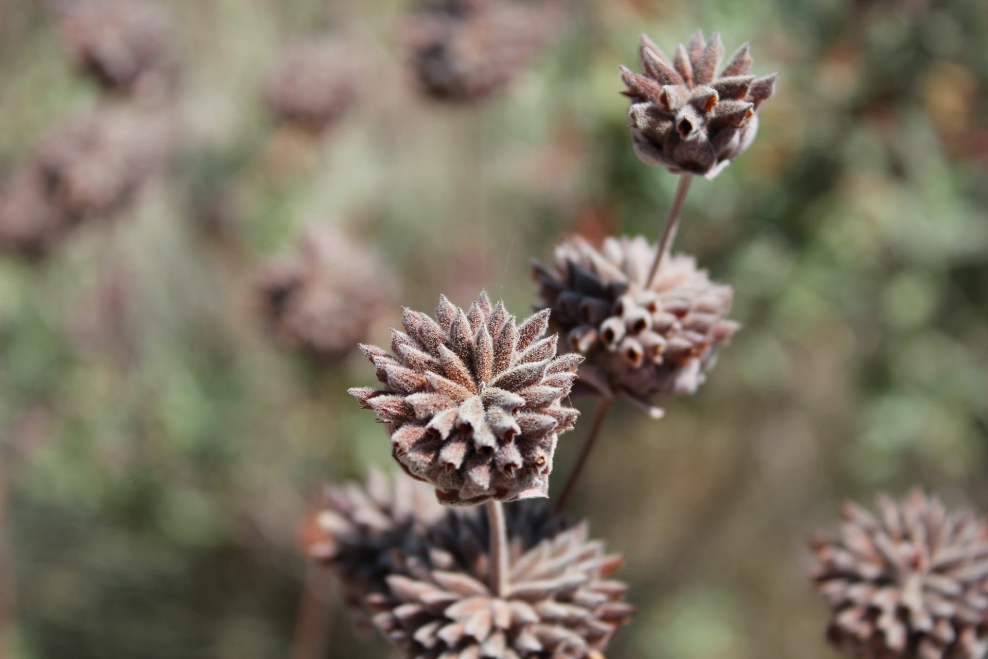 HD desktop wallpaper featuring close-up of dried brown flowers against a blurred background.