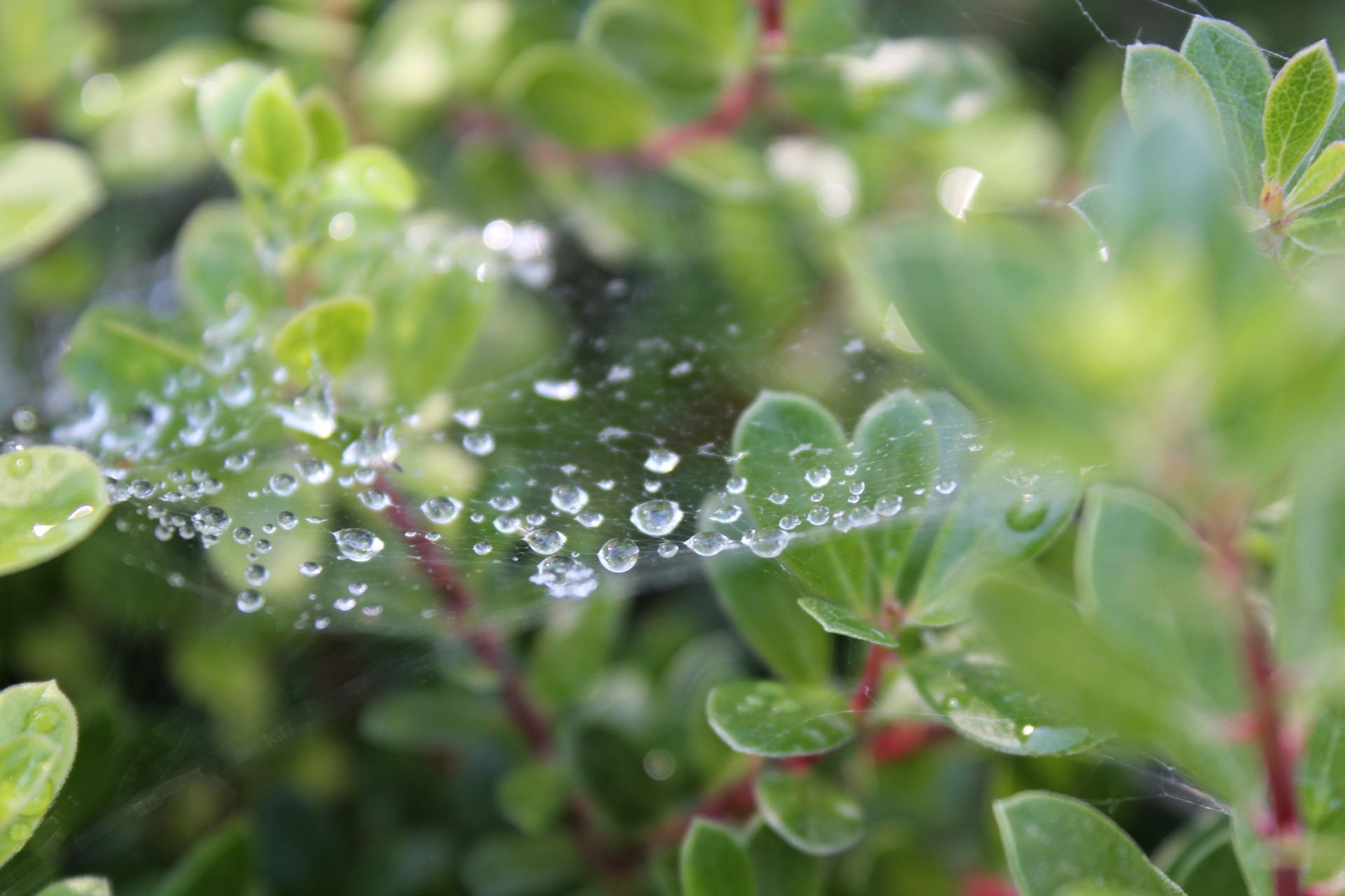 HD wallpaper of water drops glistening on a spider's web among green leaves.