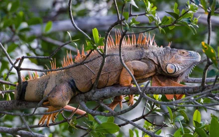 Animal iguana HD Desktop Wallpaper | Background Image