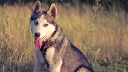 A striking husky sits in a sunlit field, showcasing its playful demeanor with its tongue out. This HD image serves as an engaging desktop wallpaper or background.