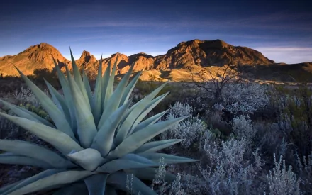 HD desktop wallpaper showcasing a vivid aloe vera plant in the foreground with a rugged mountain landscape under a dramatic sky in the background.