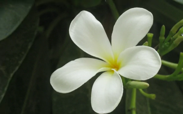White jasmine flower with five rounded petals and a yellow center against dark green leaves — 2K Quad HD PC desktop wallpaper and background.