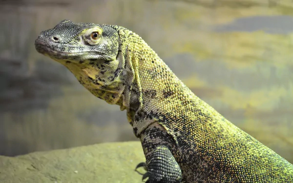 A high-definition wallpaper featuring a Komodo dragon staring intently, showcasing its striking reptilian features against a naturalistic background.